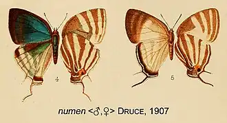 Description de l'image NumenDruce1907OD.jpg.