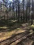 Forêt autour de Nunnavuori.