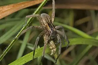 Description de l'image Nursery Web Spider.jpg.
