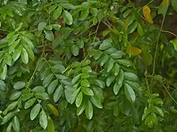 feuilles imparipennées