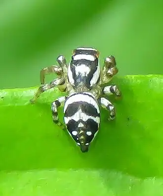 Description de cette image, également commentée ci-après