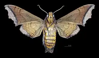 Revers de la femelle (coll. MHNT)