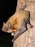Noctule commune