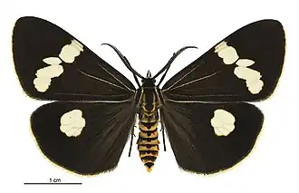 Description de cette image, également commentée ci-après