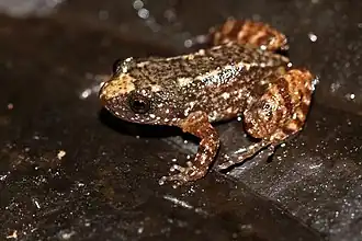 Description de l'image Nycti minimus.jpg.