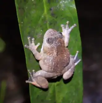 Description de l'image Nyctibatrachus_grandis.png.