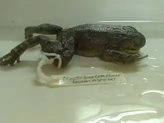 Description de l'image Nyctibatrachus humayuni.jpg.