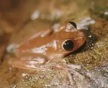 Description de l'image Nyctimystes dayi.jpg.