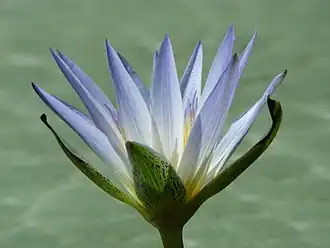 Lotus bleu d'Égypte, que l'on trouve dans les étangs de jardin.
