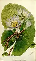 Illustration de 1852.