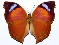 Salamis anteva, avers.