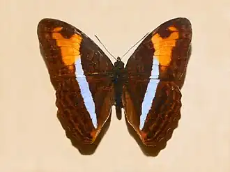 Adelpha plesaure