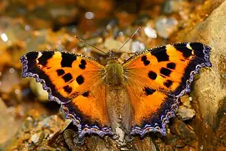 Nymphalis xanthomelas