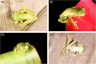 Description de l'image Nymphargus laurae (10.7717-peerj.12644) Figure 4.png.
