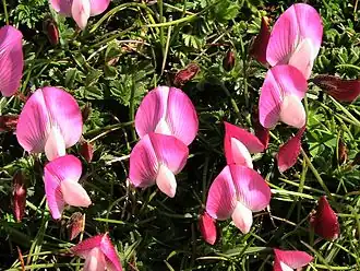 Description de l'image ONONIS CRISTATA - BÒFIA - IB-397 (Gavó alpí).JPG.