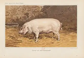 Verrat Normand par Charles-Olivier de Penne.