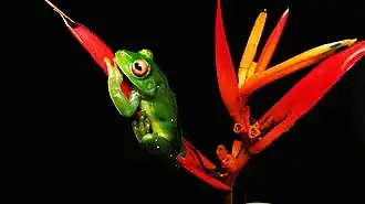 Description de l'image O sereno descanso.jpg.