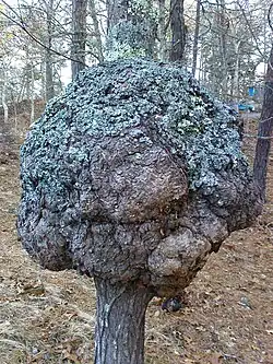 Un broussin sur un chêne. Wellfleet, Massachusetts, États-Unis.