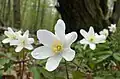 L'anémone est au printemps typique dans ces zones forestières.