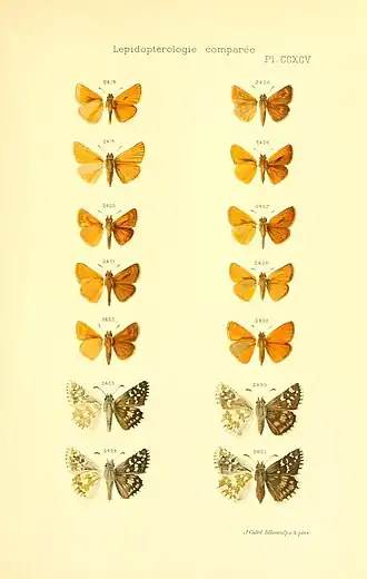 Description de l'image OberthurFaunaBarbaryPlateCCXCV.jpg.