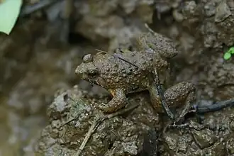 Occidozyga magnapustulosa