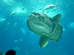 Mola mola