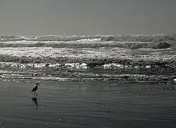 Photo d'une plage et de la mer, un oiseau est sur la plage.