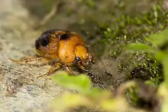 Description de cette image, également commentée ci-après