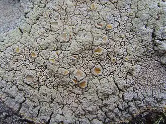 Ochrolechiaceae :Ochrolechia androgyna