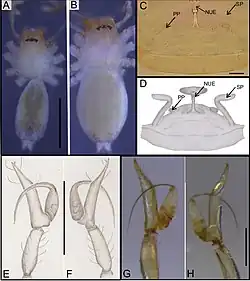 Description de l'image Ochyrocera charlotte 178200.jpg.
