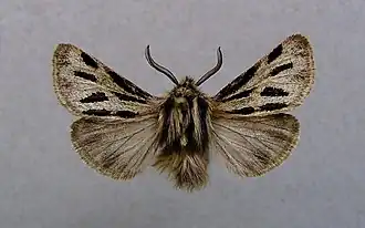 Ocnogyne des Alpes(Ocnogyna parasita)