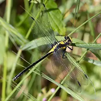 Description de l'image Octogomphus specularis 7384867.jpg.