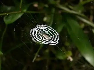 Description de l'image Octonoba sybotides 001.JPG.