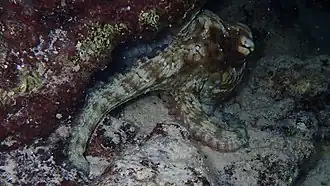 Octopus insularis&nbsp;(en) (Caraïbes et Brésil)