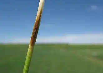 Description de l'image Oculimacula sp. Crous & W Gams,003 5418719.jpg.