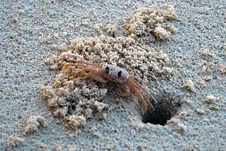 Ocypode ryderi