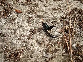 Description de cette image, également commentée ci-après