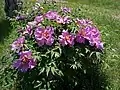 Paeonia suffruticosa (mai 2018)
