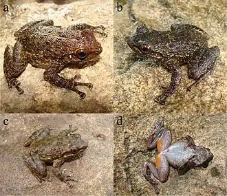 Description de l'image Odontobatrachus fouta collage.jpg.