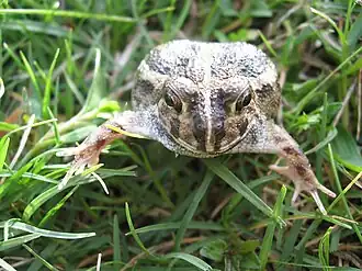 Description de l'image Odontophrynus maisuma01.jpeg.