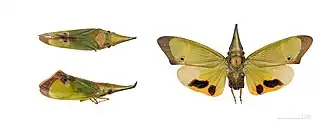 Odontoptera carrenoi - Muséum de Toulouse