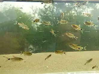 Description de cette image, également commentée ci-après