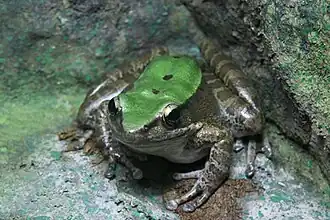 Description de l'image Odorrana livida.jpg.