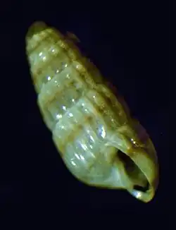 Odostomella doliolum