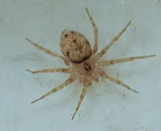 Description de l'image Oecobius annulipes.jpg.