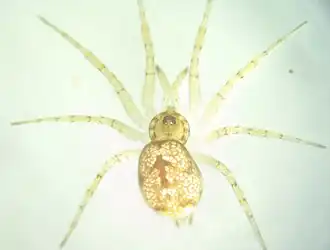 Description de l'image Oecobius maculatus femelle face dorsale.jpg.