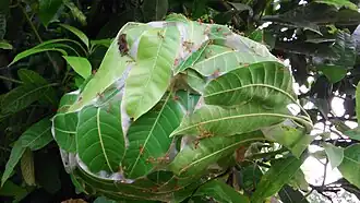 Nid de fourmis tisserandes.