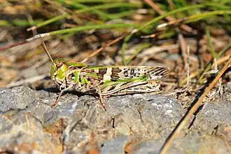 Description de cette image, également commentée ci-après