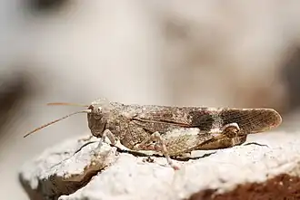 Mâle de Criquet à ailes rouges.