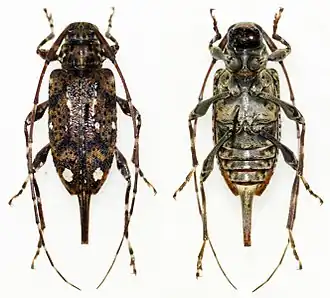 Description de cette image, également commentée ci-après